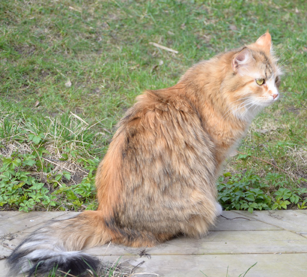 sibirisk katt